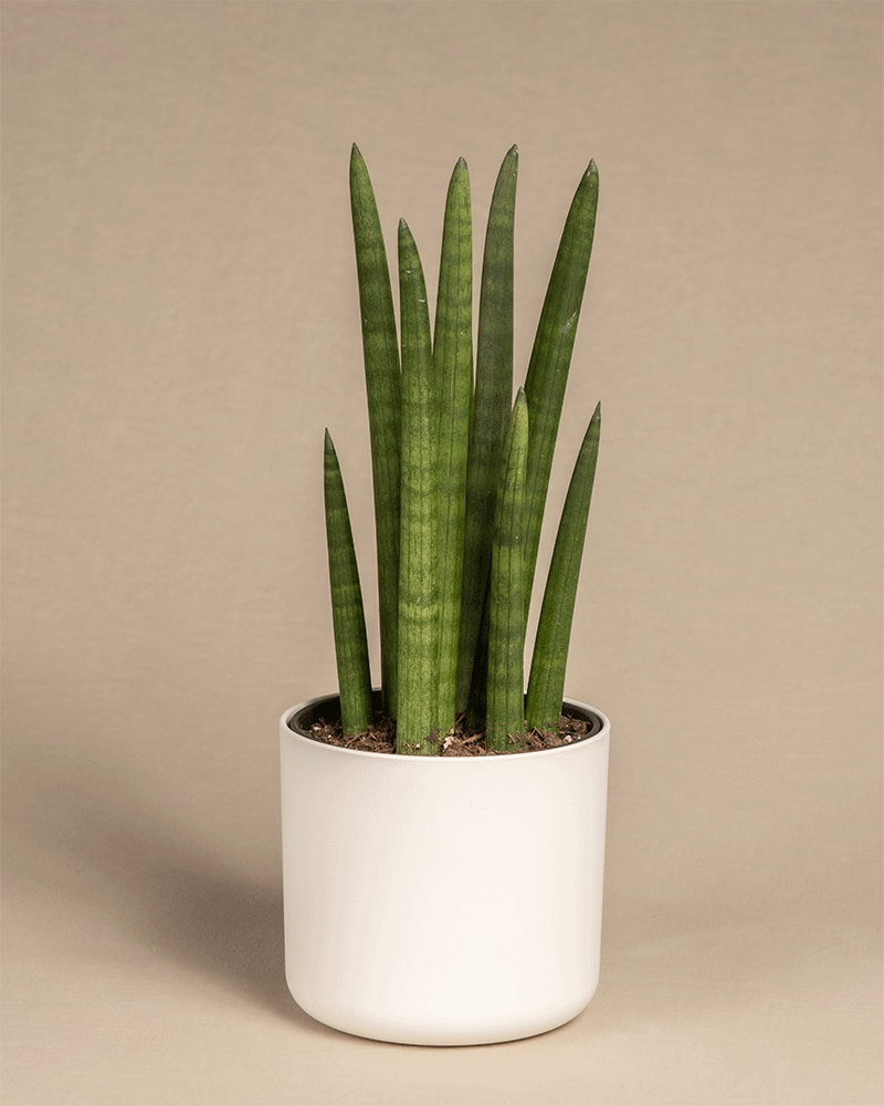 Eine Topfpflanze mit schmalen, aufrechten grünen Blättern. Die Pflanze steht in einem einfachen weißen Topf vor einem neutralen beigen Hintergrund. Die hohen, spitzen Blätter sorgen für eine moderne und minimalistische Ästhetik.