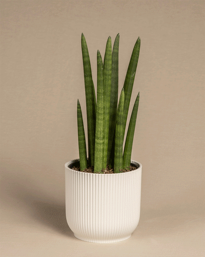 Eine grüne Schlangenpflanze mit langen, spitzen Blättern ist in einem weißen, vertikal gerippten Keramiktopf eingetopft. Der Hintergrund ist in einem neutralen Beigeton gehalten.