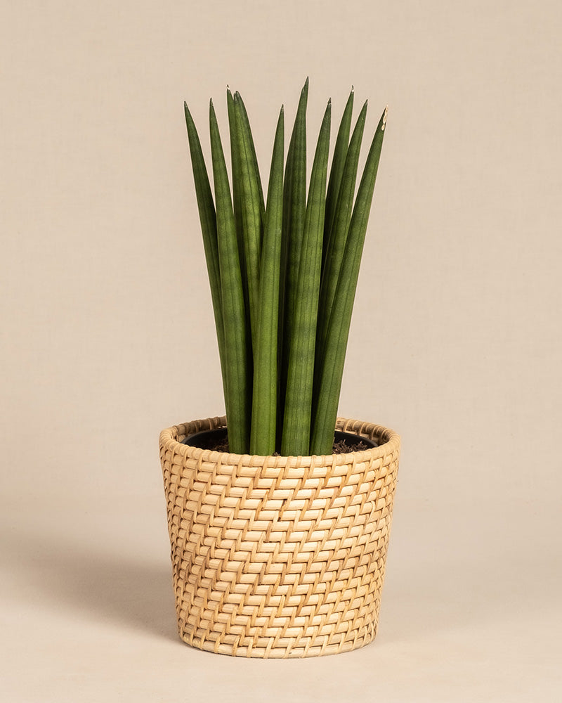 Straight, eine Sansevieria mit hohen, aufrecht stehenden, zylindrischen grünen Blättern, steht in einem geflochtenen, beigen Topf im Korbstil vor einem schlichten hellen Hintergrund.