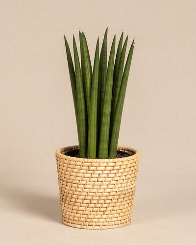 Straight, eine Sansevieria mit hohen, aufrecht stehenden, zylindrischen grünen Blättern, steht in einem geflochtenen, beigen Topf im Korbstil vor einem schlichten hellen Hintergrund.