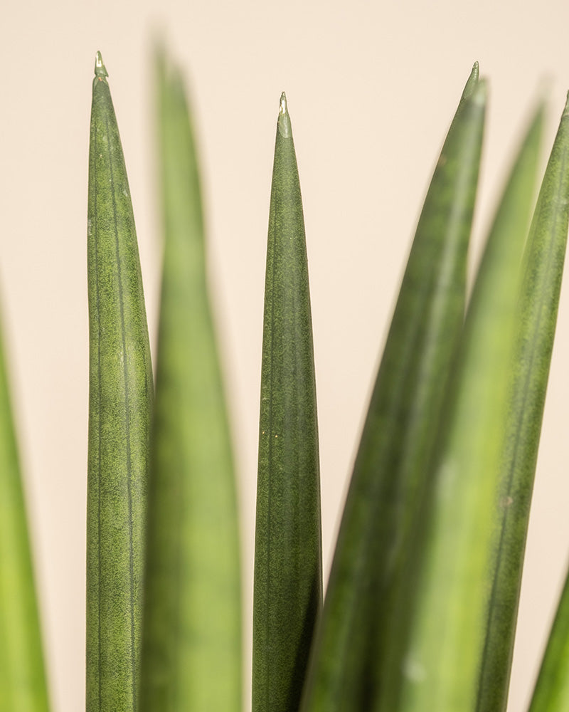 Nahaufnahme der aufrecht stehenden, spitzen grünen Blätter der Bogenhanfpflanze vor einem hellbeigen Hintergrund. Die langen, schmalen Blätter weisen die für Sansevieria charakteristischen, dezenten dunkelgrünen Markierungen auf.