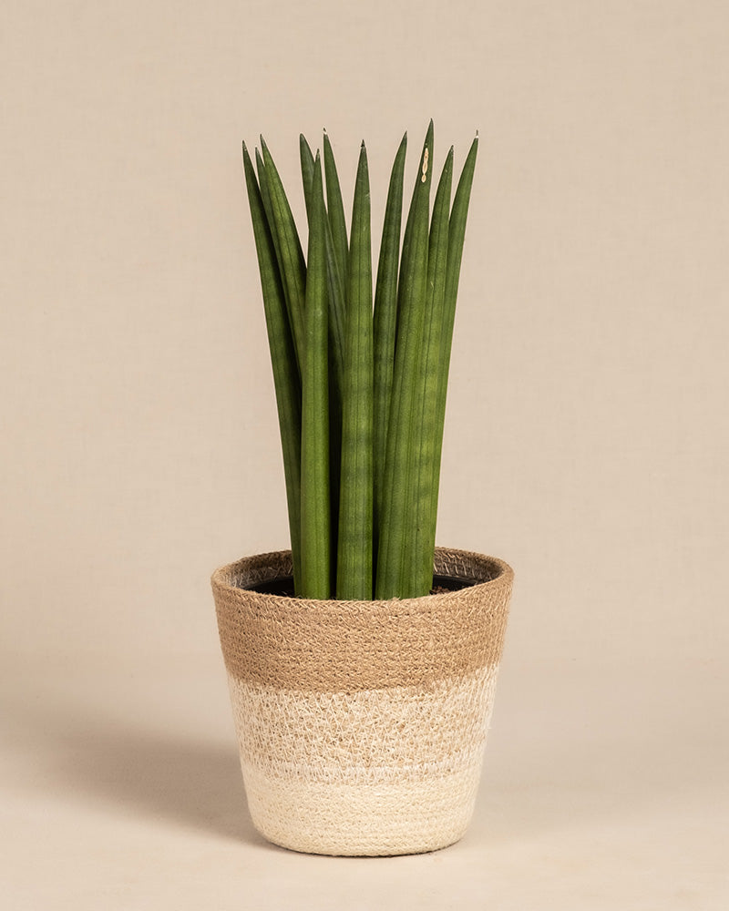 „Straight“, eine Sansevieria cylindrica (Bogenhanf), zeichnet sich durch hohe grüne Blätter in einem geflochtenen, beige- und hellbraunen Topf im Korbstil aus, der vor einem schlichten hellen Hintergrund steht.