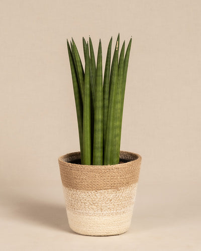 „Straight“, eine Sansevieria cylindrica (Bogenhanf), zeichnet sich durch hohe grüne Blätter in einem geflochtenen, beige- und hellbraunen Topf im Korbstil aus, der vor einem schlichten hellen Hintergrund steht.