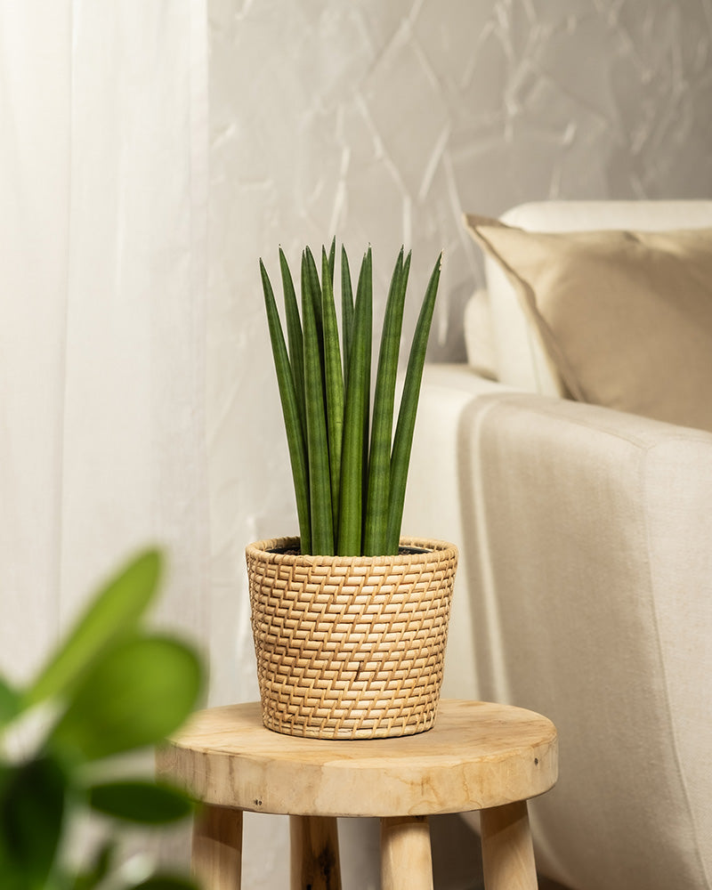 Eine Sansevieria cylindrica im Topf namens „Straight“ mit hohen grünen Blättern steht auf einem Holzhocker in einem gemütlichen Wohnzimmer mit weißem Sofa und neutralem Dekor.