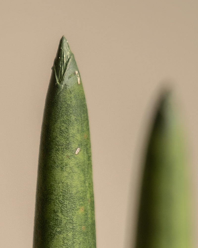 Nahaufnahme von zwei zylindrischen grünen Sukkulentenblättern einer Straight, wobei das im Vordergrund nach oben zeigt. Die Oberflächen beider Blätter sind leicht strukturiert und auf dem Blatt im Fokus sind einige kleine weiße Flecken sichtbar. Der Hintergrund hat einen weichen, neutralen Ton.