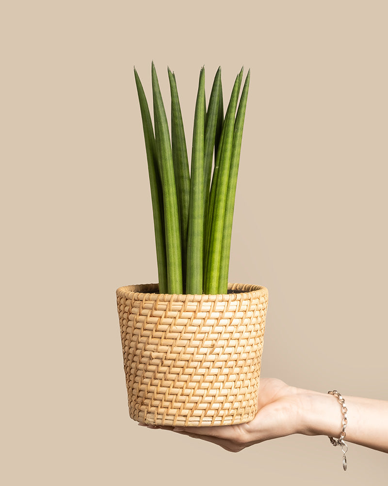 Eine Hand hält den „Straight“-Topf, einen Pflanzkübel im Stil eines geflochtenen Korbes mit einer großen, aufrecht stehenden Sansevieria cylindrica vor einem schlichten beigen Hintergrund.
