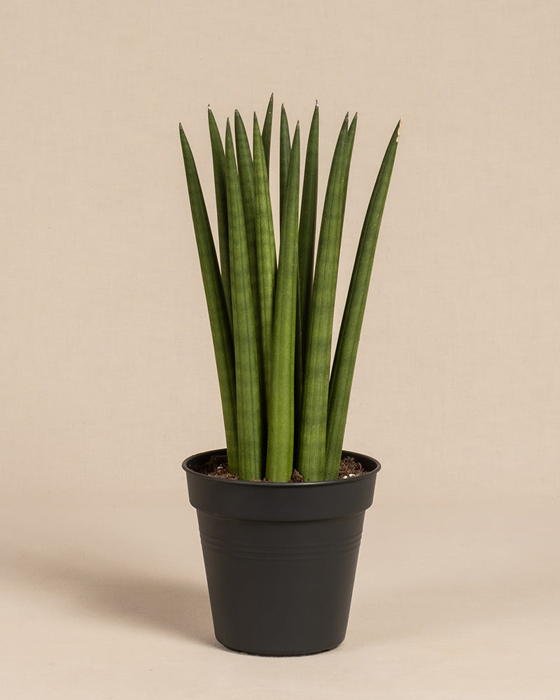 Die gerade Sansevieria cylindrica, auch Schwiegermutterzunge oder Bogenhanf genannt, hat aufrechte, spitze grüne Blätter und wird in einem einfachen schwarzen Plastiktopf mit schlichtem beigem Hintergrund präsentiert.