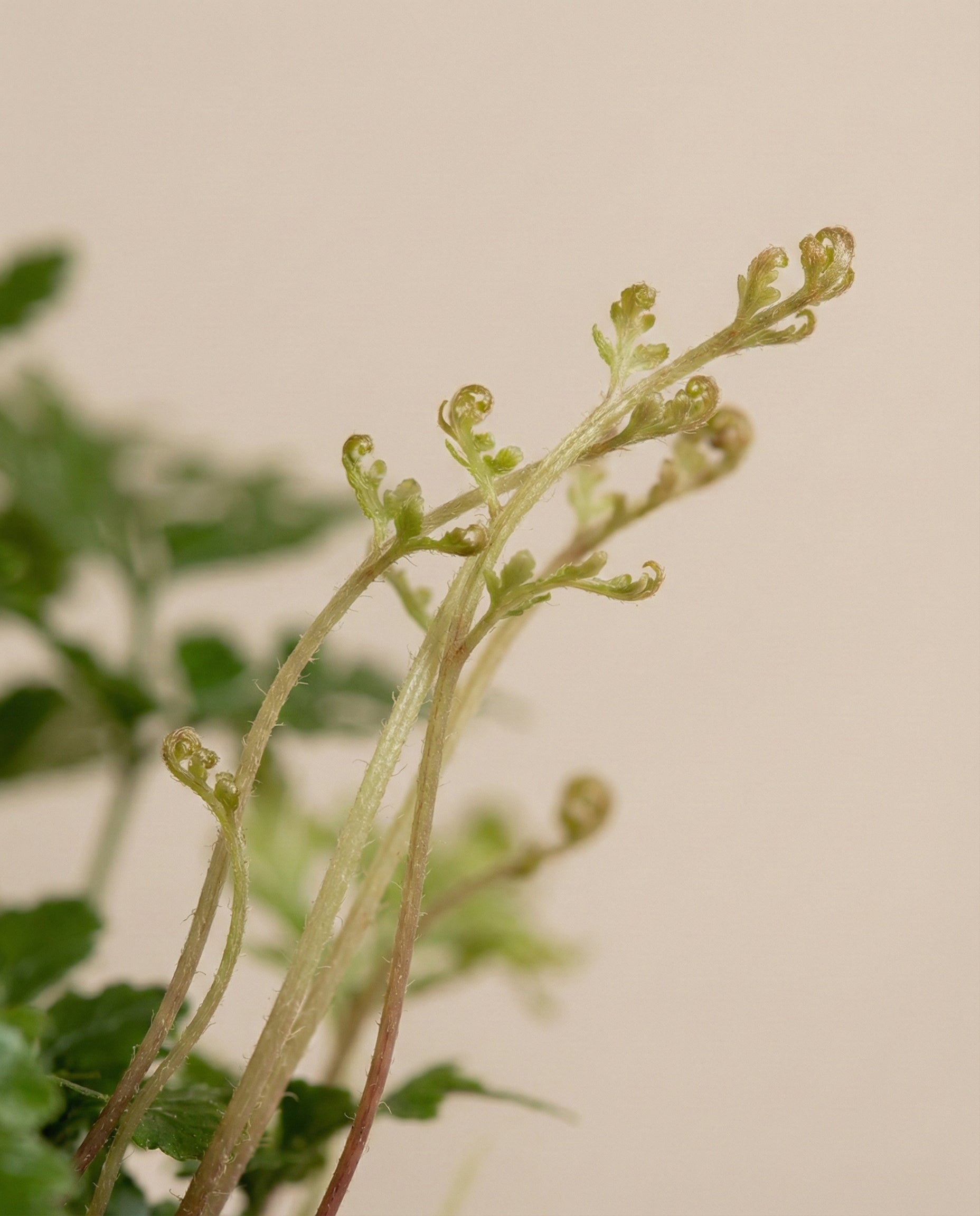 Tierfreundliches Pflanzen-Set