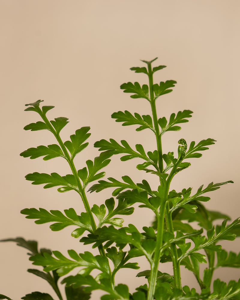 Tierfreundliches Pflanzen-Set