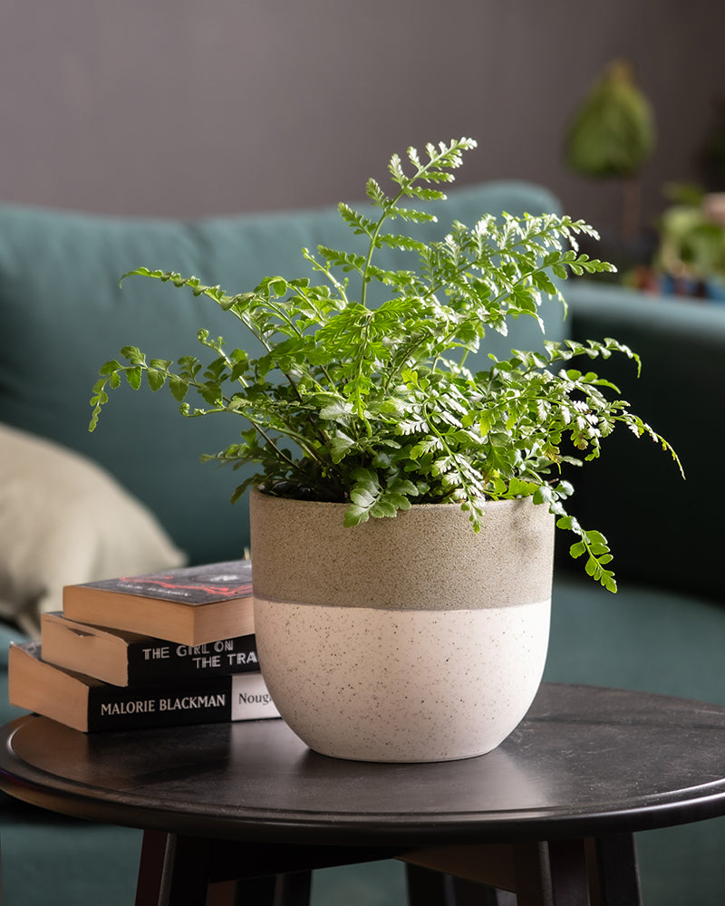 Ein üppiger grüner Streifenfarn in einem minimalistischen, zweifarbigen Topf steht auf einem runden schwarzen Tisch. Der Tisch steht vor einer dunkelgrünen Couch, die mit einem hellgrünen Kissen geschmückt ist. Auf dem Tisch liegt auch ein kleiner Stapel Bücher, was ideales Licht und Standort für die Umgebung widerspiegelt. Der Hintergrund ist sanft verschwommen.