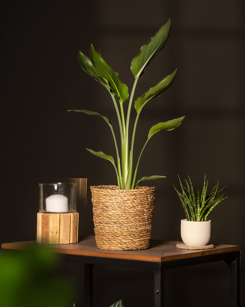 Eine leuchtende Strelitzia reginae in einem geflochtenen Blumentopf steht auf einem Holztisch. Daneben steht eine kleine Pflanze in einem weißen Topf und ein Kerzenhalter aus Glas steht auf einem Holzständer. All dies wird durch die gemütliche Atmosphäre der dunklen Wand im Hintergrund noch verstärkt.