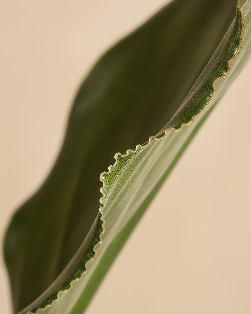 Nahaufnahme eines grünen Blattes einer Strelitzia reginae mit gewellten Rändern. Die Struktur und die geschwungenen Linien sind deutlich zu erkennen und bilden vor einem neutralen Hintergrund eine organische Form.