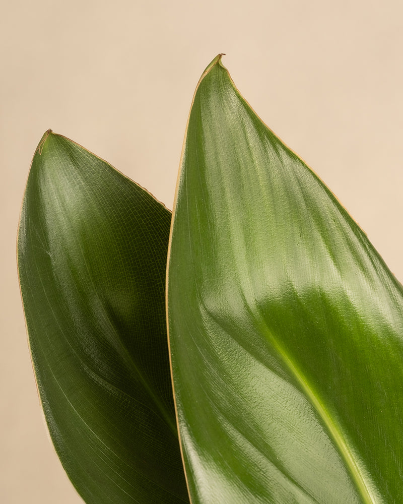 Nahaufnahme von zwei überlappenden grünen Blättern mit glatten Oberflächen und spitzen Enden vor einem beigen Hintergrund, die der glänzenden Textur des Laubes der Strelitzia reginae ähneln. Die sichtbaren Adernmuster bilden eine natürliche und minimalistische Komposition.