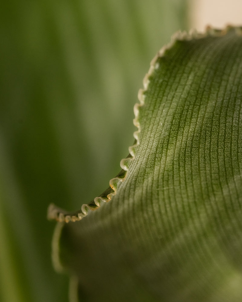 Eine Nahaufnahme eines strukturierten grünen Blattes mit gekräuselten, gewellten Rändern ähnelt der exotischen Strelitzia reginae. Die feinen Rillen der Oberfläche heben die komplizierten Details und natürlichen Muster hervor, während ein sanft verschwommener Hintergrund die Aufmerksamkeit auf den Blattrand lenkt.