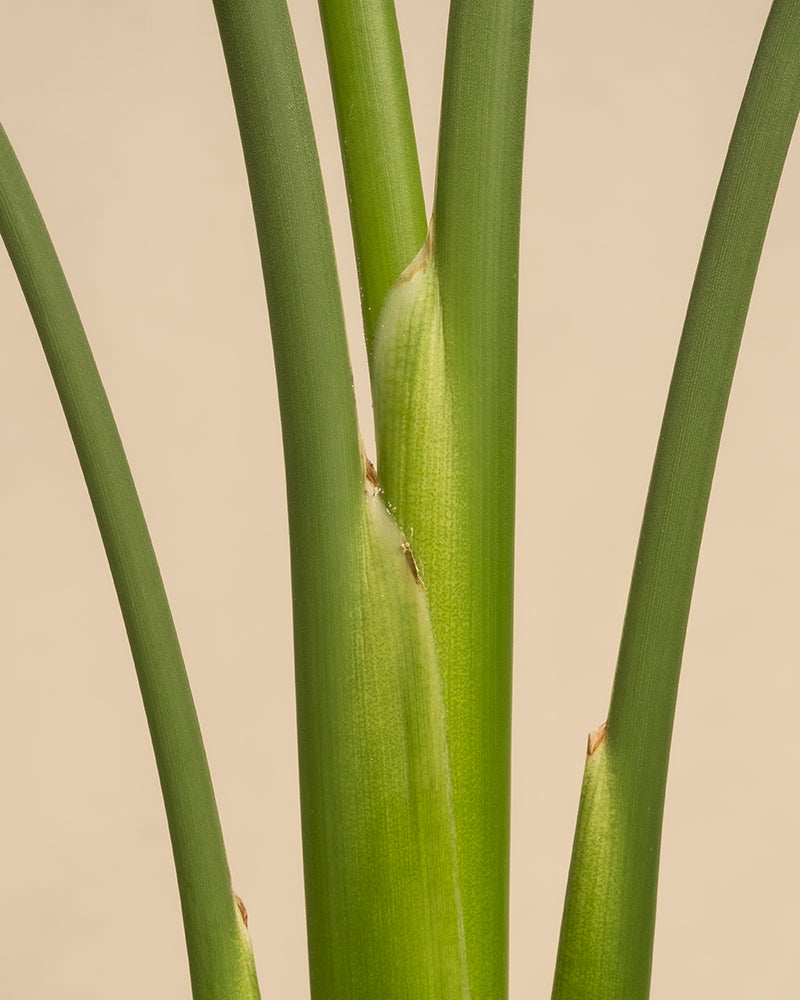 Nahaufnahme von leuchtend grünen Stängeln der Strelitzia reginae mit glatter Oberfläche und vertikalem Wachstum vor einem schlichten beigen Hintergrund; die gesunden Stängel ähneln der Königs-Strelitzie und haben keine sichtbaren Blätter oder Blüten.