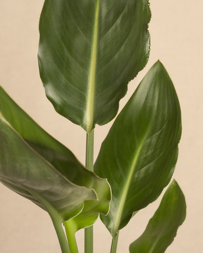 Eine Nahaufnahme der leuchtend grünen, breiten Blätter einer Strelitzia reginae vor einem beigen Hintergrund. Die Blätter haben ausgeprägte Adern und eine glänzende Oberfläche und verströmen das natürliche und frische Wesen, das für die Papageienblume charakteristisch ist.