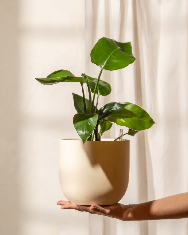 Eine Hand hält eine Hydro-Strelitzie im Topf mit glänzenden grünen Blättern in einem einfachen cremefarbenen Topf vor dem Hintergrund eines sanft beleuchteten weißen Vorhangs.