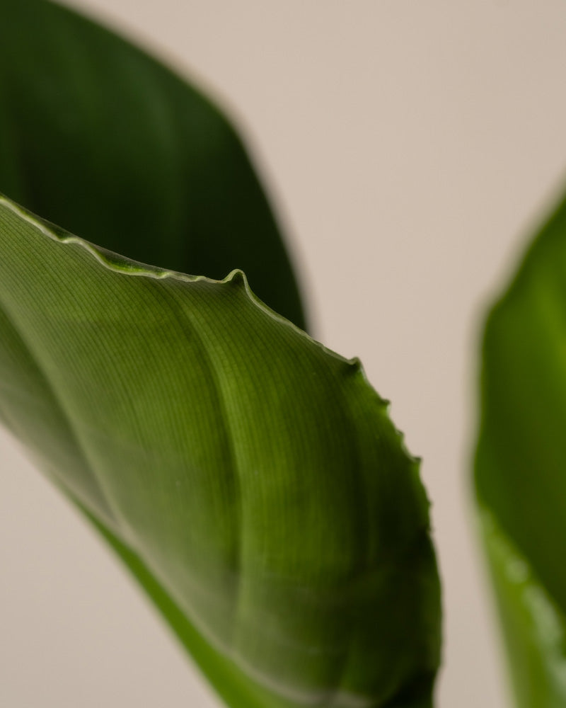 Eine Nahaufnahme eines grünen Hydro-Strelitzie-Blattes zeigt seine glatten Kanten und sichtbaren Adern vor einem neutralen Hintergrund und betont seine Textur, natürlichen Details und leuchtende Farbe.