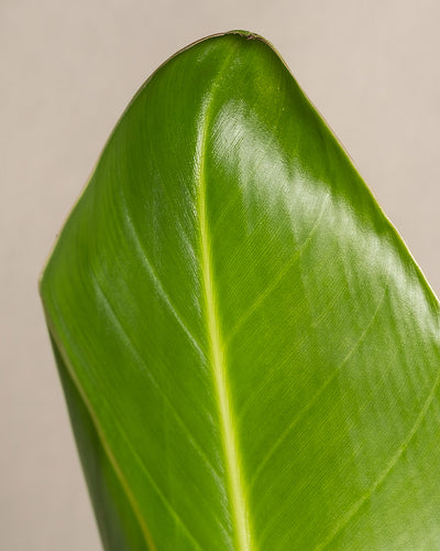 Nahaufnahme eines leuchtend grünen Blattes mit glatter, glänzender Oberfläche. Das Blatt der Strelitzie hat eine ausgeprägte Mittelader, die von der Basis bis zur Spitze verläuft, und seitlich abzweigende kleinere Adern. Der Hintergrund ist ein schlichter, sanfter Beigeton, der den weißen Paradiesvogel deutlich hervorstechen lässt.