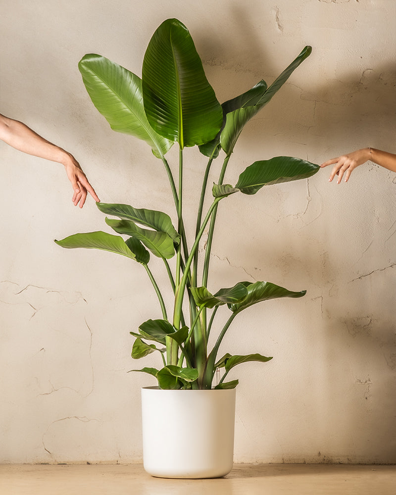 Strelitzie XXL, 170-180 cm groß, präsentiert in einem weißen Soft-Topf, während zwei Hände ins Bild ragen und die Pflanze berühren.