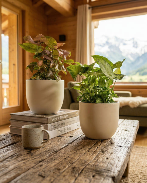 Schweizer Syngonium-Duo