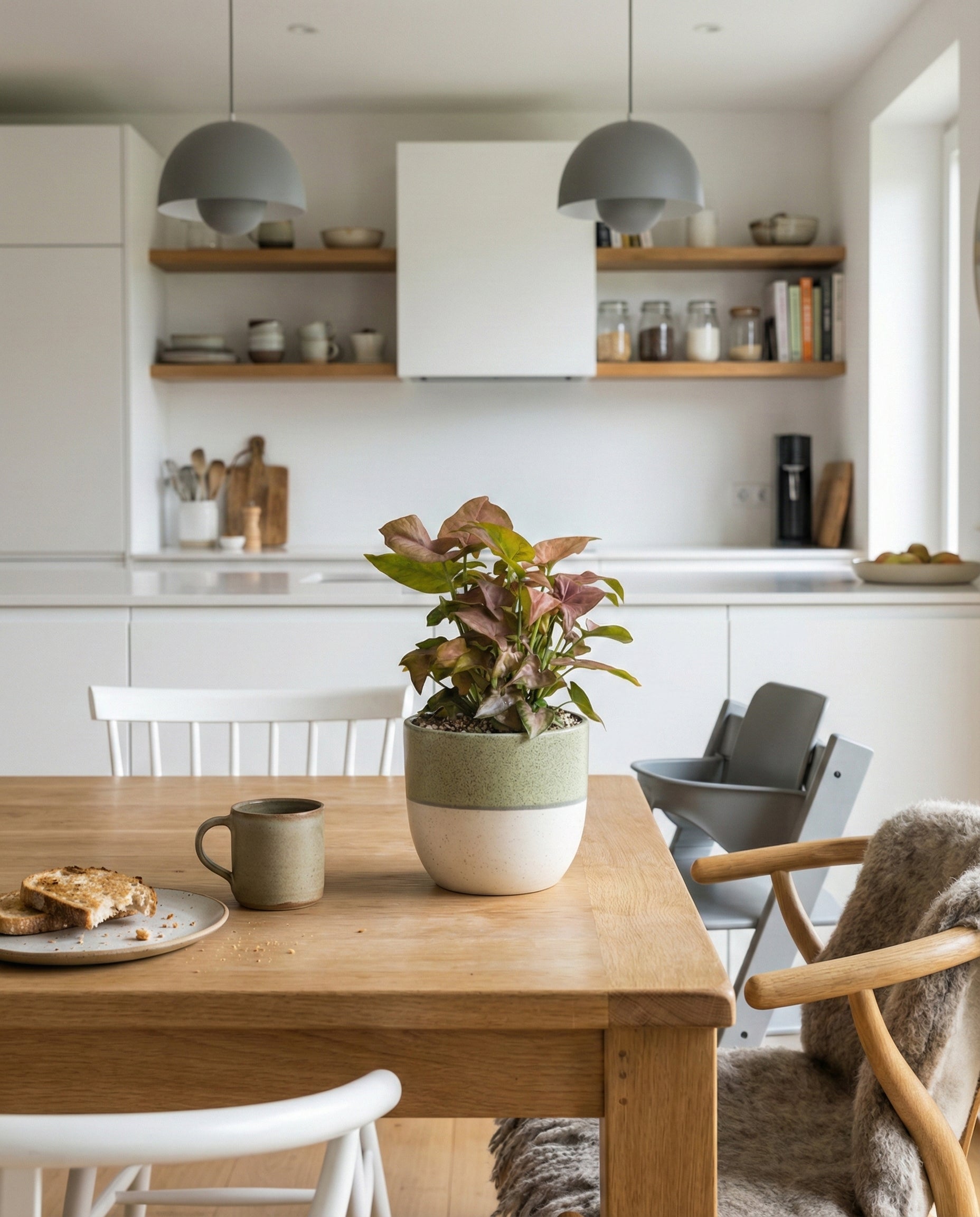 Eine moderne Küche mit weißen Schränken, Holzregalen mit Geschirr und einem Esstisch mit einer Syngonium 'Neon' - feey, die ihre rosa Blätter zeigt. Der Raum wird von natürlichem Licht durchflutet, das einen gemütlichen, mit einer Decke drapierten Sessel hervorhebt.
