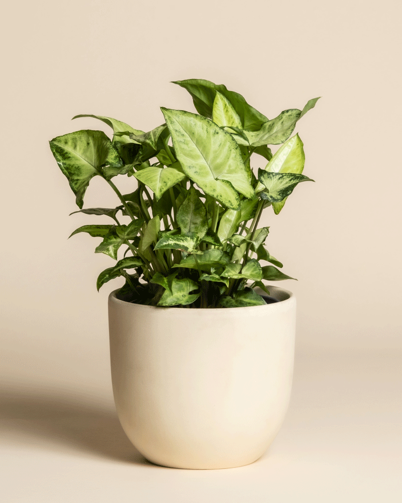 Eine gesunde grüne Syngonium 'Pixie' - Fee mit pfeilförmigen Blättern in einem schlichten, cremefarbenen Keramiktopf vor einem beigen Hintergrund. Perfekt als dekorative Hängepflanze für jeden Raum.