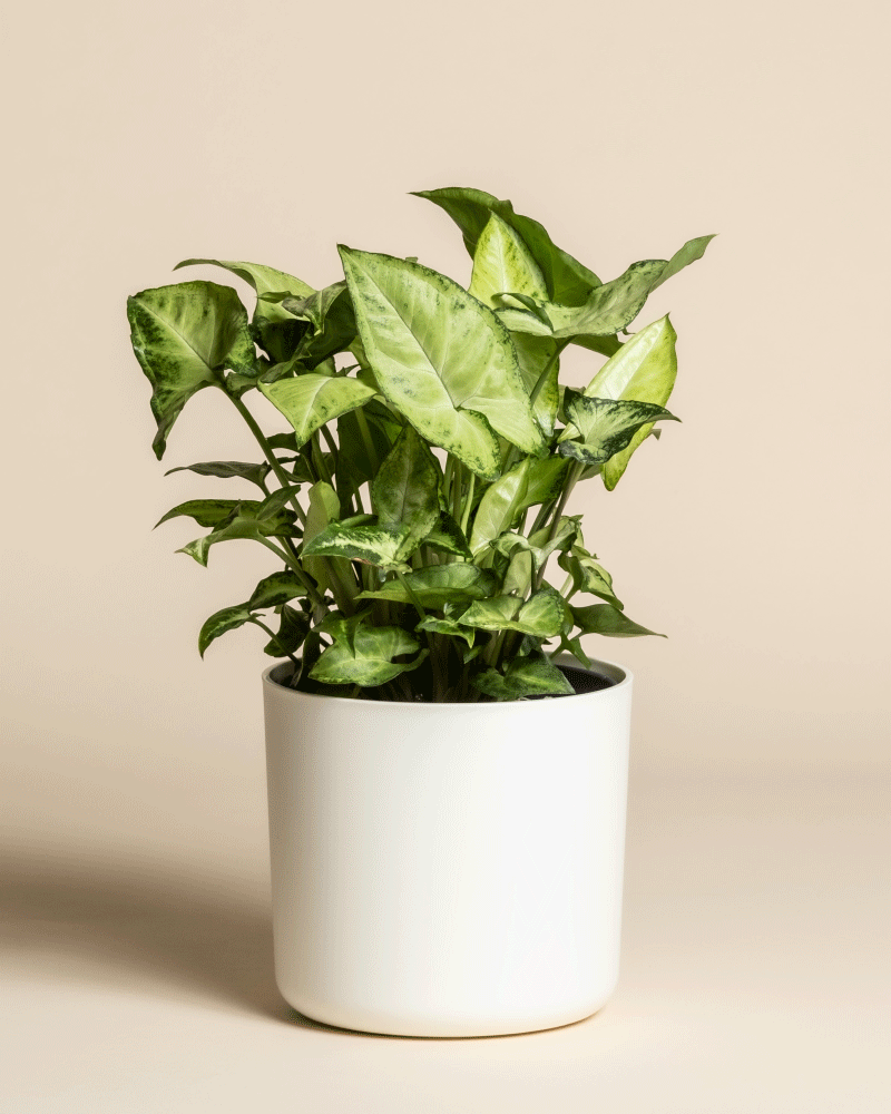 Eine Syngonium 'Pixie' - feige Zimmerpflanze mit pfeilförmigen grünen Blättern wird in einem weißen Topf vor einem einfarbig beigen Hintergrund präsentiert.