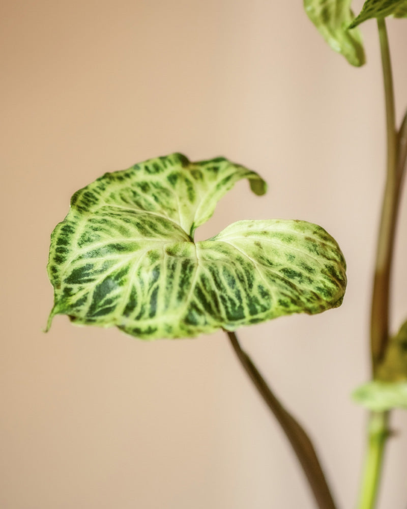 Nahaufnahme eines grünen Hydro • Syngonium Batik-Blattes, geschmückt mit komplizierten, dunkelgrünen Adernmustern, die an Batikmuster auf hellem Hintergrund erinnern. Die herzförmige Form und die weiche, samtige Textur weisen darauf hin, dass es sich um eine umweltfreundliche Zimmerpflanze handelt. Im Hintergrund sind der Stiel und ein Teil eines weiteren Blattes zu sehen.