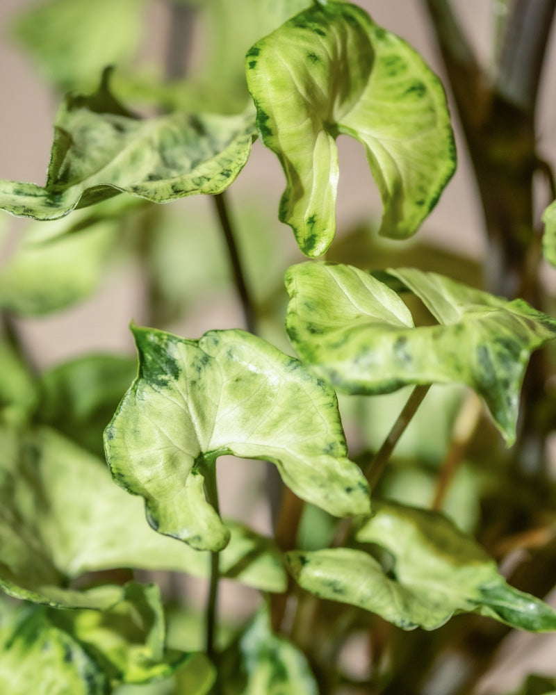 Nahaufnahme einer Gruppe bunter grüner Blätter mit gewellten Rändern und marmorierten Batikmustern, die dem einzigartigen **Hydro • Syngonium Batik** ähneln. Die üppigen Blätter sind an schlanken Stielen befestigt, was ein lebendiges und strukturiertes Erscheinungsbild erzeugt. Der sanft verschwommene Hintergrund verstärkt den umweltfreundlichen Reiz.