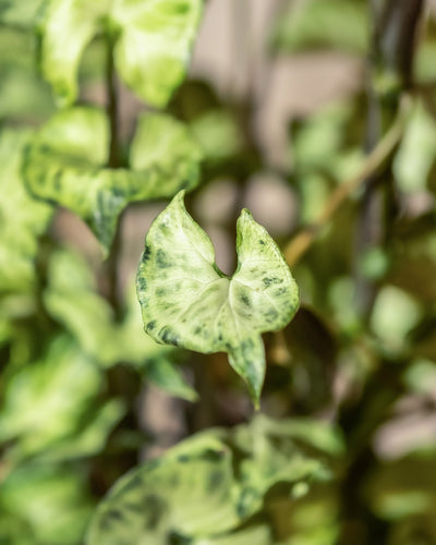 Nahaufnahme eines grün bunten Blattes mit hell- und dunkelgrünen Mustern, die an ein Batikmuster erinnern. Das markante herzförmige Blatt ist Teil einer Hydro • Syngonium Batik-Pflanze, wobei im unscharfen Hintergrund mehrere ähnliche Blätter sichtbar sind.