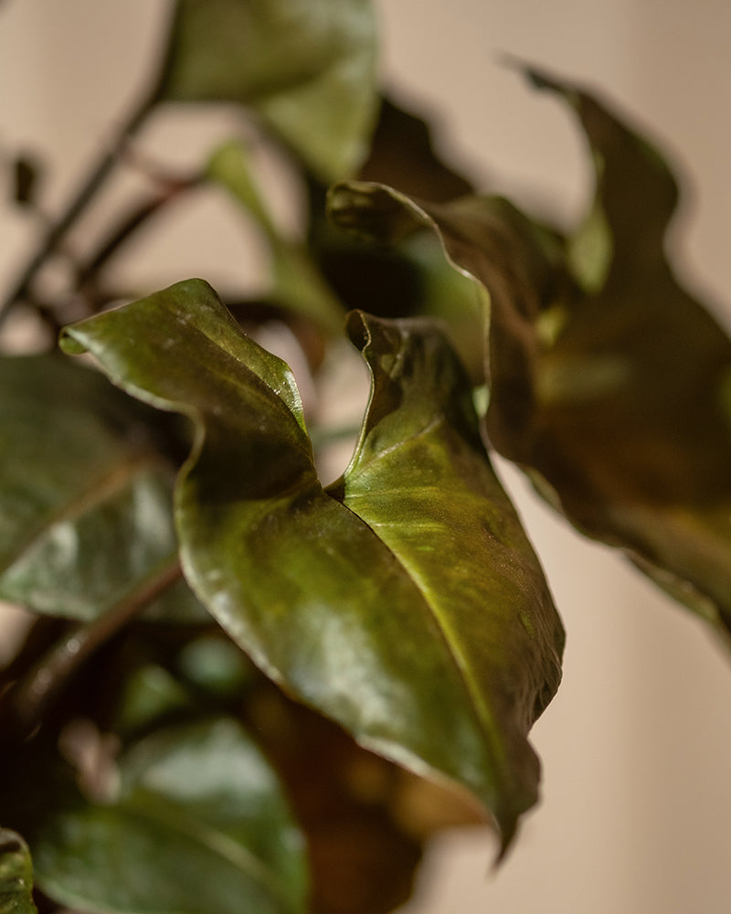 Nahaufnahme von grünen Hydro • Syngonium Brocante-Blättern, einige mit gekräuselten Rändern, an einer Pflanze. Das Bild hebt die Textur und Details der Blätter hervor und fängt ihre organischen Formen und natürlichen Unvollkommenheiten ein. Der Hintergrund ist leicht verschwommen, wodurch der Fokus auf das Laub gelenkt wird.