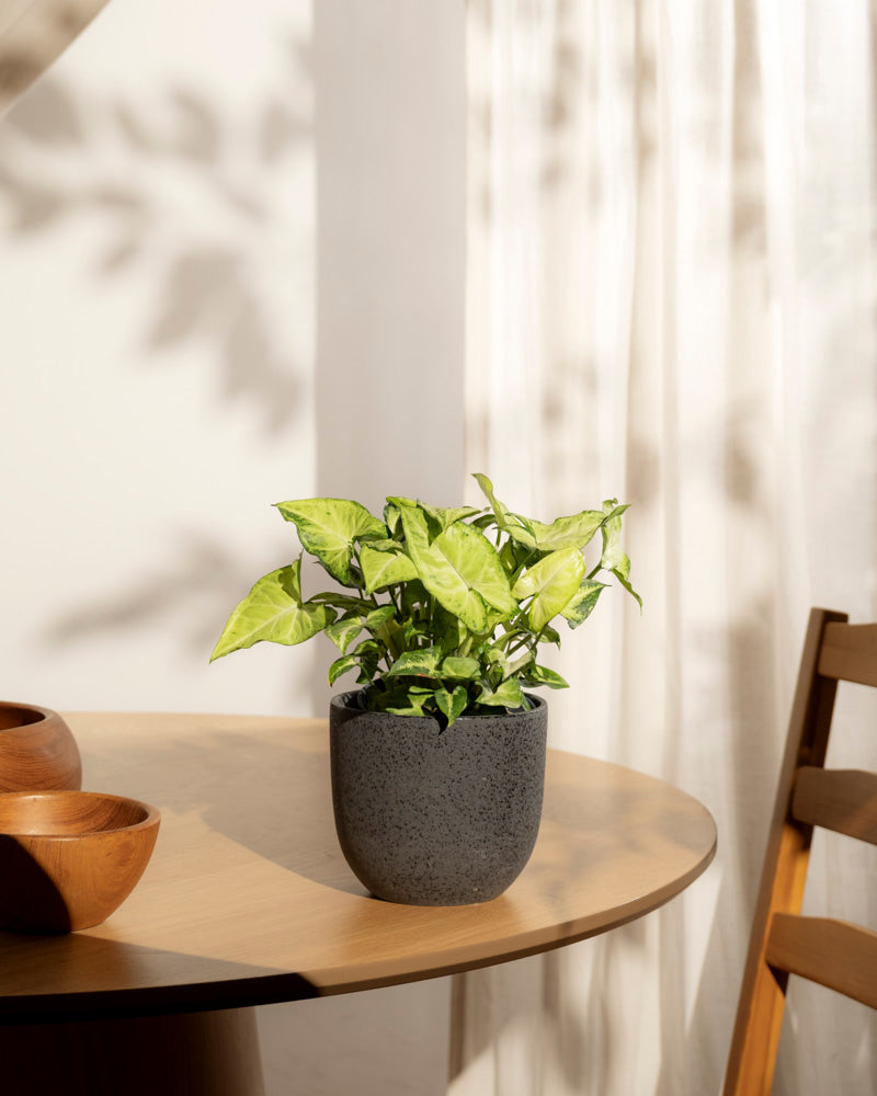 Eine Syngonium 'Pixie' - Fee in einem Topf ruht auf einem runden Holztisch neben Holzschalen, während das durch weiße Vorhänge gefilterte Sonnenlicht sanfte Schatten im Hintergrund erzeugt.