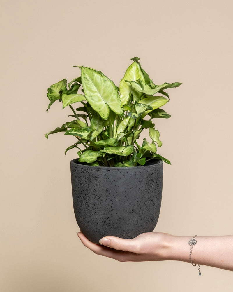 Eine Hand hält einen grauen, strukturierten Topf mit einer üppigen Syngonium 'Pixie' - feey Zimmerpflanze, deren spitze grüne Blätter sich von einem schlichten beigen Hintergrund abheben.