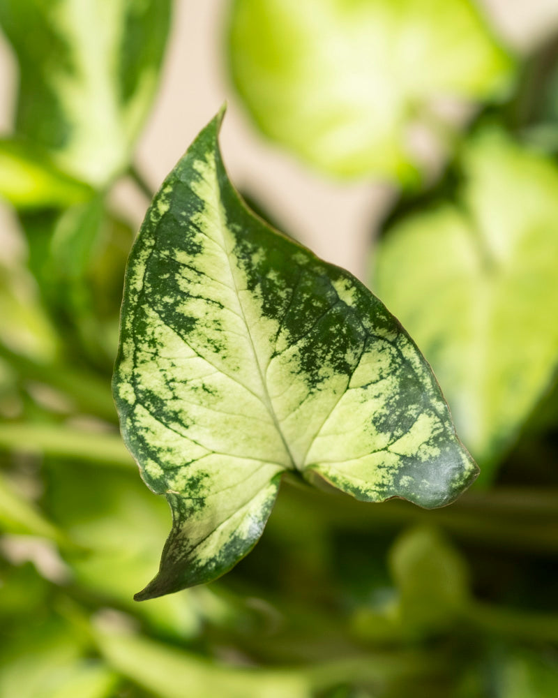 Eine Nahaufnahme eines Syngonium 'Pixie' - Feenblattes mit hell- und dunkelgrün marmorierten Mustern, ausgeprägten Adern und einer klassischen Pfeilspitzenform. Diese elegante Hängepflanze bringt Stil in jeden Raum, mit sanft verschwommenen Hintergrundblättern.