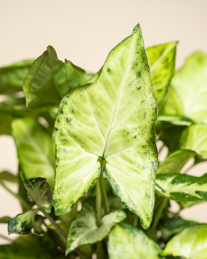 Nahaufnahme von Syngonium 'Pixie' - feey, einer bezaubernden Hängepflanze mit pfeilförmigen Blättern - hellgrüne Mitte und dunklerer Rand - vor einem neutralen Hintergrund. Auch bekannt als Purpurtute.