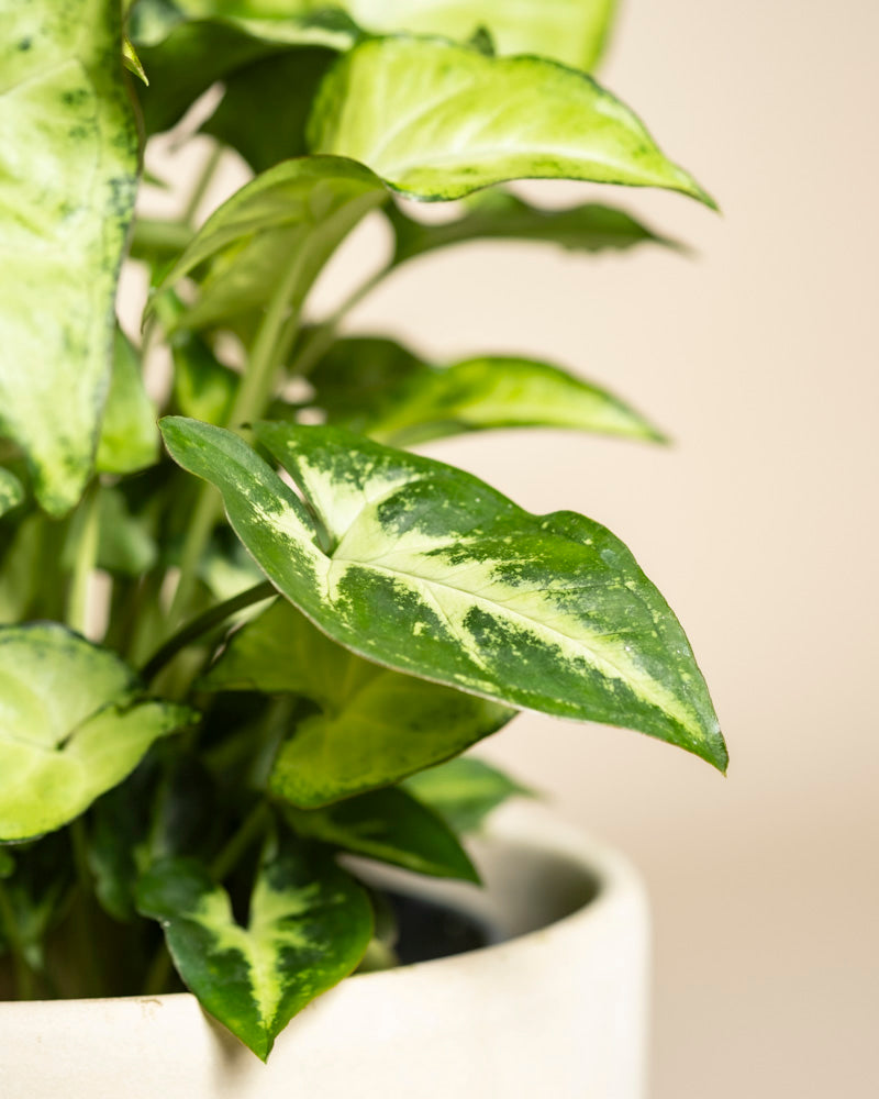 Nahaufnahme von Syngonium 'Pixie' - eine Fee mit pfeilförmigen, panaschierten grünen Blättern in einem weißen Topf. Der sanft verschwommene beigefarbene Hintergrund unterstreicht das frische Aussehen der Pflanze.