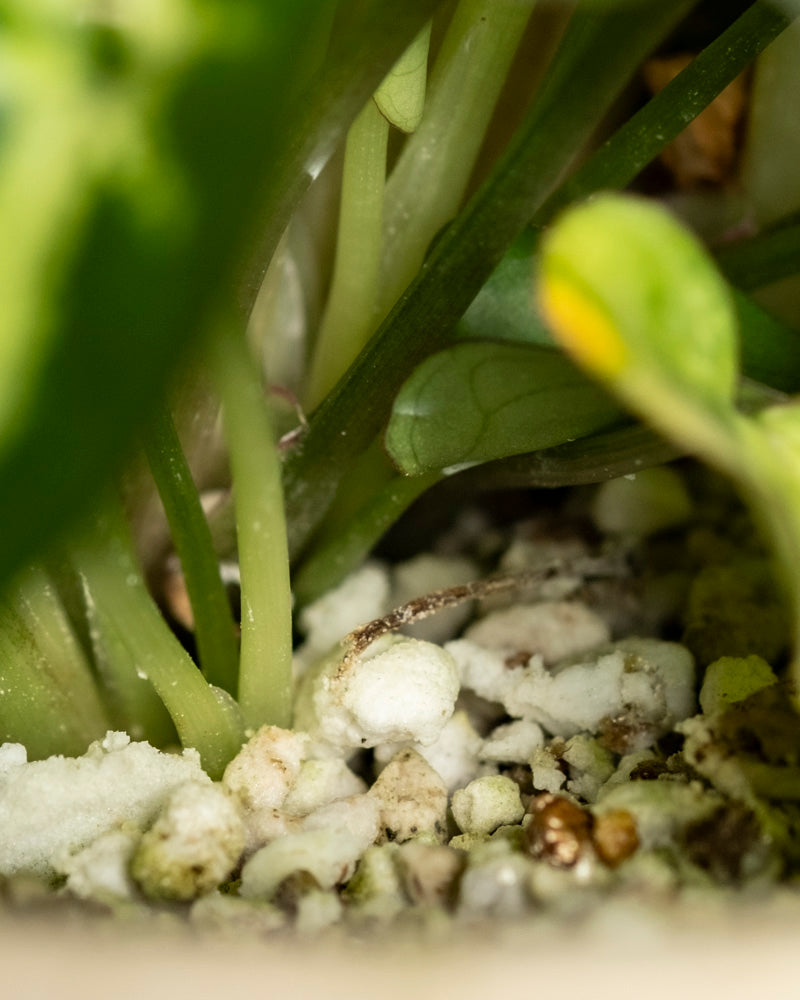 Nahaufnahme von grünem Syngonium 'Pixie' - die Stängel ragen aus der mit weißem Perlit und Kieseln gemischten Erde heraus, wobei Blätter und Stängel den Hintergrund teilweise verdecken - eine perfekte Umgebung für diese gesunde Hängepflanze.