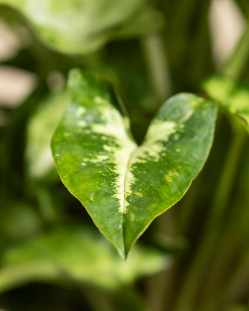 Eine Nahaufnahme des Hellgrünen Duos aus der Schweiz zeigt ein herzförmiges Blatt mit hellgelber und weißer Panaschierung in der Mitte vor einem verschwommenen grünen Hintergrund aus anderen Zimmerpflanzen.