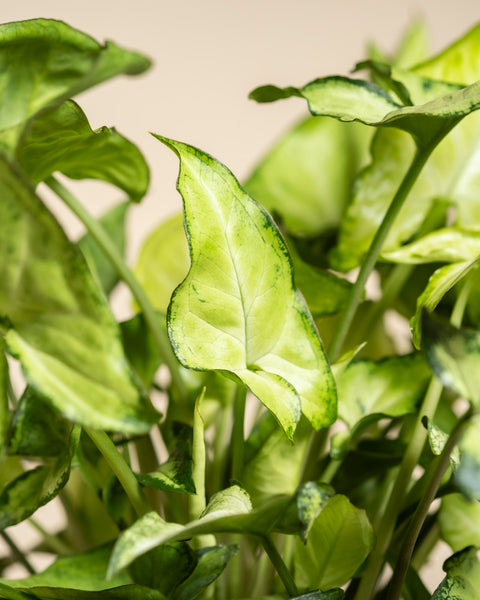 Nahaufnahme der üppigen, pfeilförmigen Blätter mit dunkelgrünen Rändern des 