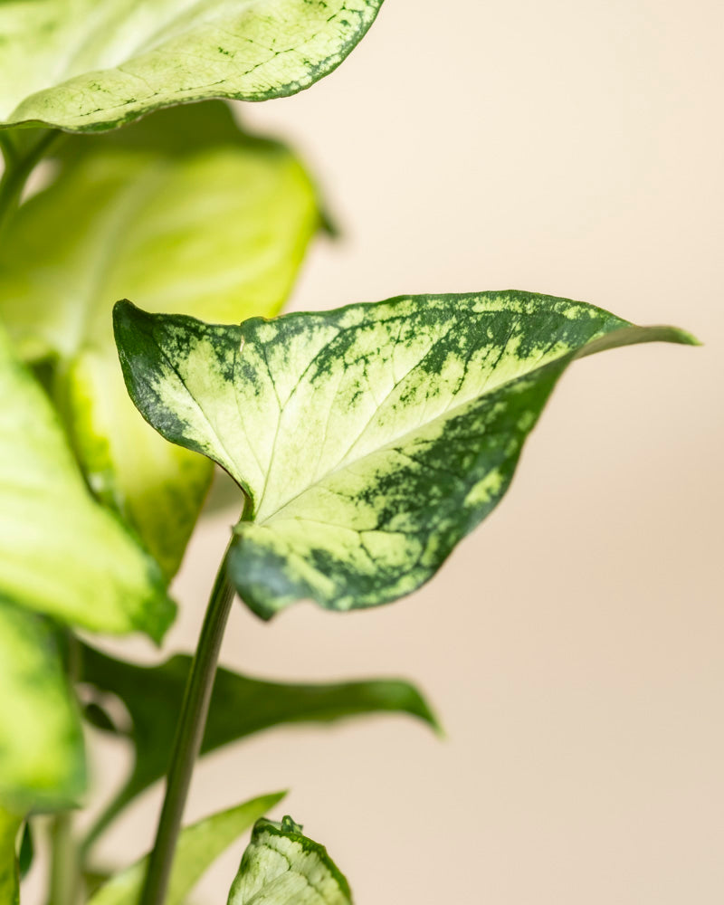 Nahaufnahme eines grün-gelb panaschierten, pfeilförmigen Blattes von Syngonium 'Pixie' - feey, einer beliebten Hängepflanze, mit ausgeprägten Adern vor einem zartbeigen Hintergrund.