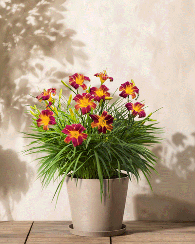 Eine im Topf hängende Hemerocallis (weinrot) mit leuchtend roten und gelben Blüten und üppigen grünen Blättern steht auf einer Holzoberfläche und wirft anmutige Schatten auf die helle Wand dahinter.