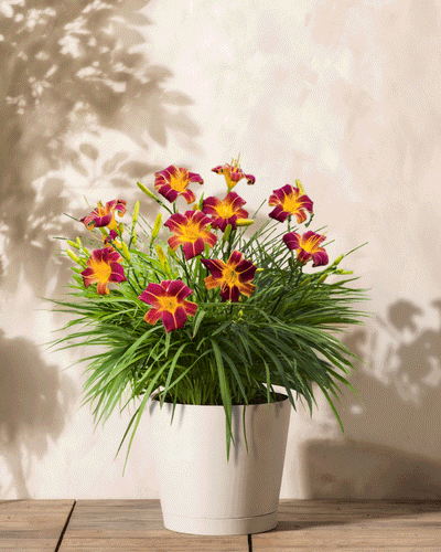 Eine im Topf hängende Hemerocallis (weinrot) mit leuchtend roten und gelben Blüten und langen grünen Blättern steht auf einer Holzoberfläche und wirft Schatten auf die beige Wand dahinter, was eine sonnige Umgebung suggeriert.