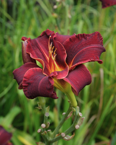 Die Taglilie Hemerocallis (weinrot) zeichnet sich durch eine tiefrote Farbe mit gerüschten Rändern und einer leuchtend gelben Mitte sowie markanten Staubblättern aus. Sie bildet einen schönen Kontrast zum grünen Laub und gedeiht und breitet sich dank ihres Rhizoms anmutig aus.