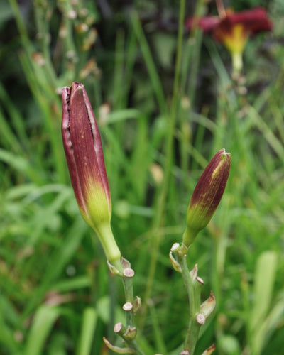 Zwei geschlossene Knospen einer Taglilie (Hemerocallis, Weinrot) mit kastanienbraunen Spitzen und grünen Basen sind in einem Garten von üppigen grünen Blättern umgeben, die den Farbton der Weinrotblüte hervorheben.