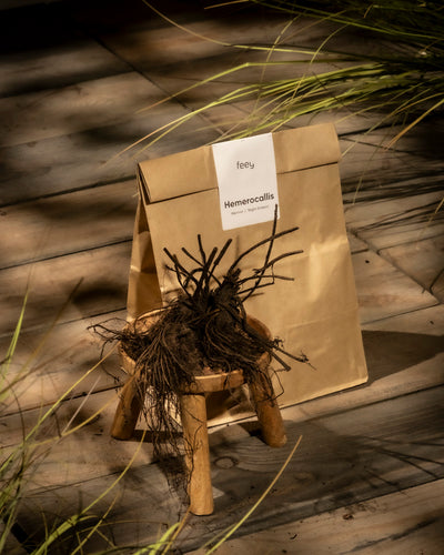 Eine braune Papiertüte mit der Aufschrift „Hemerocallis (weinrot)“ liegt auf einem Holzboden neben einem kleinen Hocker mit nackten Pflanzenwurzeln. Das Sonnenlicht beleuchtet sanft das Taglilie-Rhizom zwischen den Grashalmen.