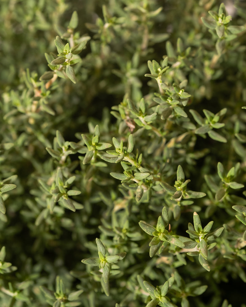 Nahaufnahme von Thymian (Thymus vulgaris) mit kleinen, grünen, elliptischen Blättern und zarten Stielen, die den Rahmen ausfüllen. Der frische Thymian sieht üppig und lebendig aus und ist eine schöne Ergänzung für jede Kräutersammlung.