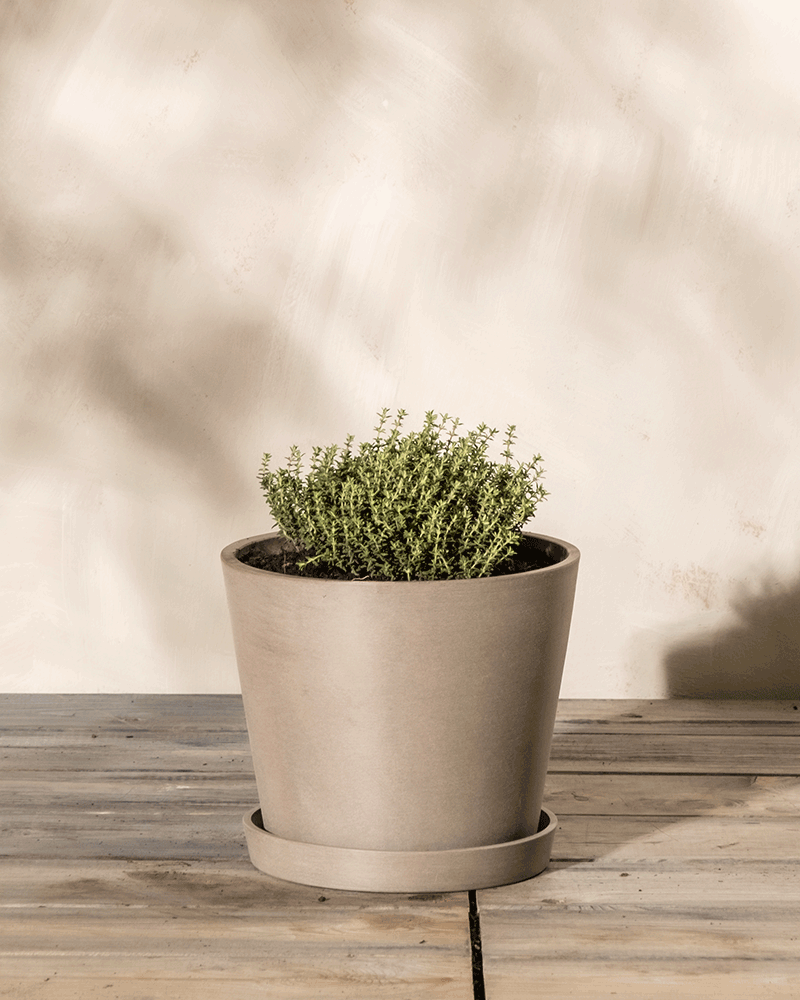 Thymian | feey Garten- & Balkonpflanzen 🌳 – feey AG Thymian | feey Garten- & Balkonpflanzen 🌳 – feey AG