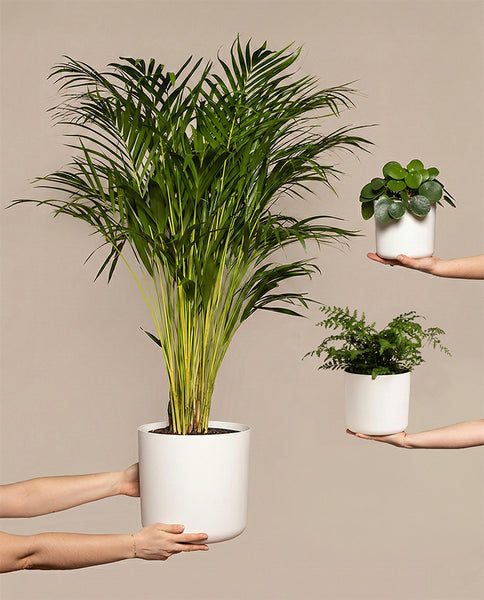 Tierfreundliches Pflanzen-Set