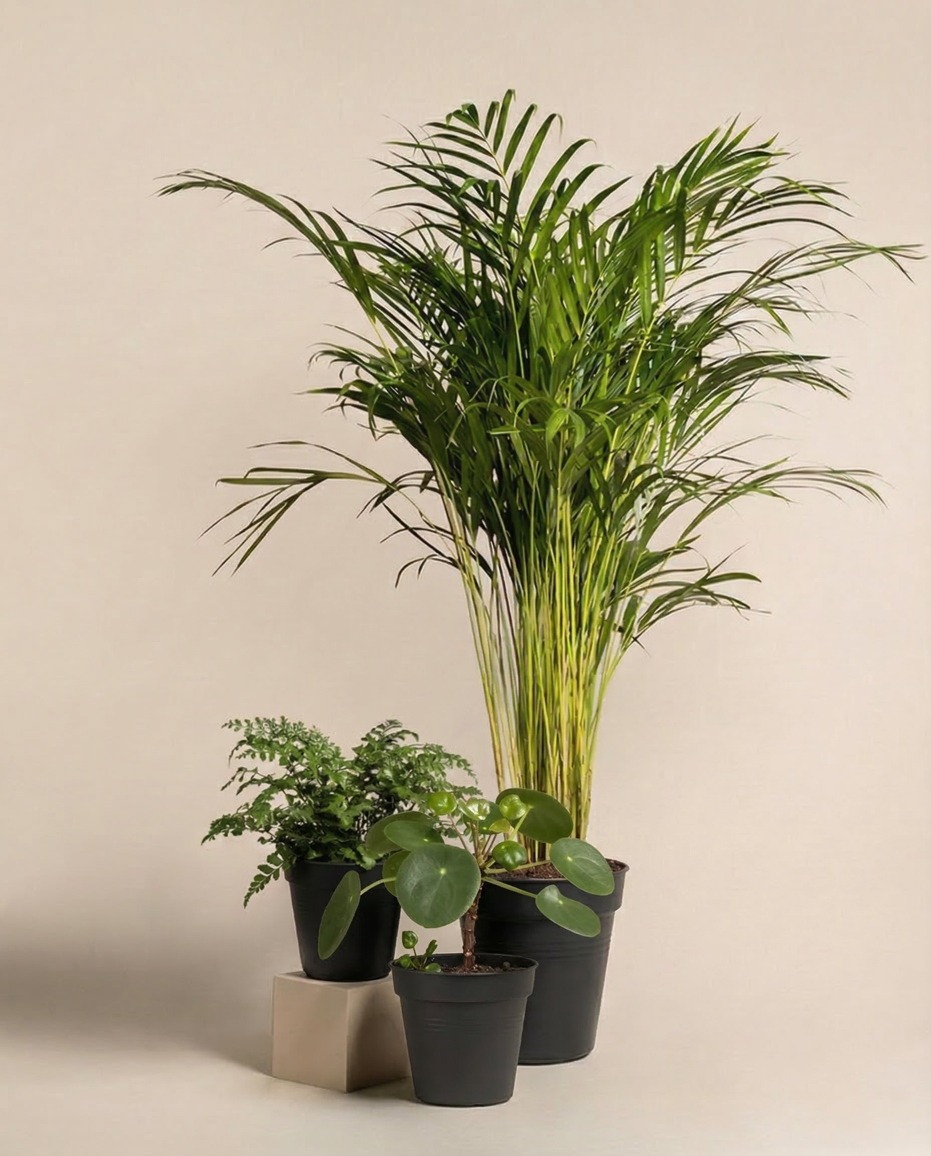 Tierfreundliches Pflanzen-Set